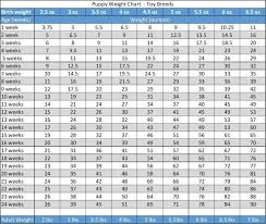Lab Weight Growth Chart Goldenacresdogs Com