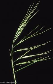 Image result for Nesaea ramosissima