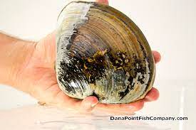 Pismo Clams | Dana Point Fish Company