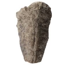 Image result for Costularia