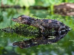 Smooth Fronted Caiman For Sale Paleosuchus Trigonatus Reptiles Pet Cute Reptiles Caiman