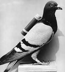 Thus, the correct option is : Andreas Heigl On Twitter Reminds Me Of Rfc 1149 Https T Co K0q4xghchc