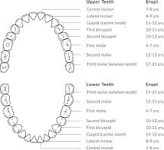 dental diagram wiring diagrams