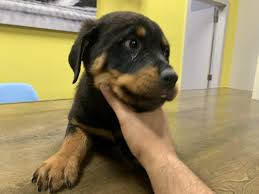 Rottweiler is a science fiction horror film directed by brian yuzna and starring from paulina galvez, paul naschy and ivana baquero. Rottweilers Large Breed Puppies For Sale In Westchester Ny