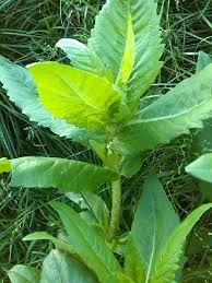 Image result for Guizotia