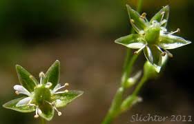 Image result for Stellaria