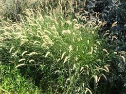 Image result for Cenchrus ciliaris