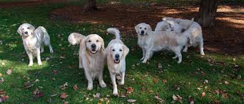 646 likes · 1 was here. Regalgoldens Registered Breeder Of English Style Golden Retrievers Golden Retriever Puppies