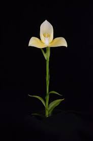 Image result for Disa woodii