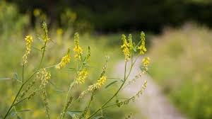 Amy lewis • 26 jan 2018 woodland is home to some of the uk's rarest flowering plants. Tall Melilot The Wildlife Trusts