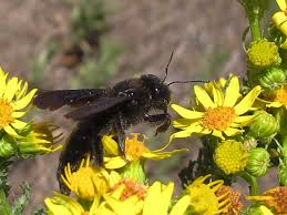 Image result for Enneapogon pretoriensis