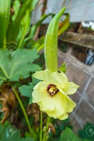 How to apply 1g and 2g cutting in okra or lady finger plant for high yeilding step by step/how to do 3g cutting of plants. Okra Lady S Finger Plant Blooming On Tree Stock Photo Picture And Royalty Free Image Image 59875537
