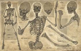 Class Demo From Today Quick Studies Of The Human Skeleton Higher Res Version Here Click Skeleton Drawings Human Figure Drawing Anatomy Art