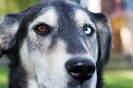 All puppies are born with blue eyes. Let S Talk Dogs With Different Colored Eyes Or Heterochromia In Dogs