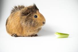 However, not all fresh fruit and veg are suitable and some shouldn't be fed in large quantities or too often. Can Guinea Pigs Eat Celery Hutch And Cage