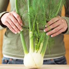 Trim stalks from fennel bulbs, and remove any tough outer bulb layers. How To Chop Fennel 3 Different Ways Fennel Recipes Bountiful Baskets Recipes Cooking Basics