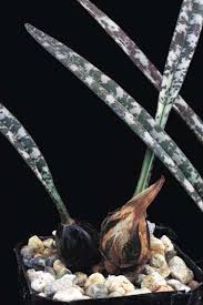 Image result for Oeceoclades