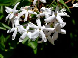 We did not find results for: How To Grow Star Jasmine As A Hedge Can You Grow A Hedge Of Star Jasmine