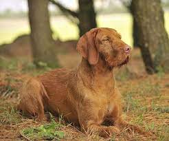 Wirehaired Vizsla Breed Information Vizsla Dogs Wirehaired Vizsla Vizsla