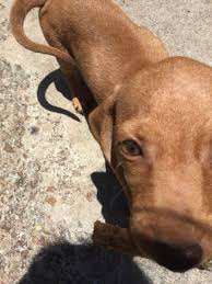 Miniature dachshund puppies for sale in houston texas. Miniature Dachshund Puppies For Sale Houston Tx 225160