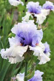 Fogbound Introduction By Keppel 1998 Whister Medal 2005 Hm Award 2000 Am Award 2002 This Delicately Colored Reverse Blu Iris Flowers Bearded Iris Iris Garden