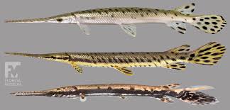 Pin On Fish Sharks Ichthyology