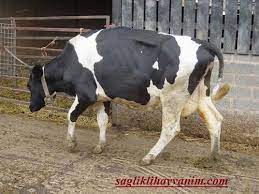 sigirlarda ayak ve tirnak problemleri asidoz