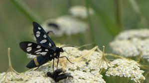 Its flight isn't particularly sleepy, typical of the sulphur butterfly group. Black Butterfly With White Dots Stock Footage Video 100 Royalty Free 28197808 Shutterstock