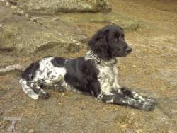 Image result for Velký münsterlandský ohař