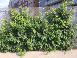 Green leaves provide a dense, lush and naturally opaque look. Mta Also To Blame For This Lush Green Wall Of Poison Ivy Gothamist