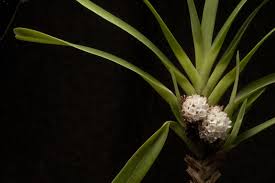 Image result for Ancistrorhynchus tenuicaulis