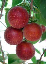 Image result for Dovyalis sp. A