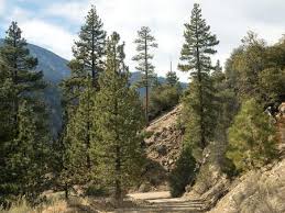 Maybe you would like to learn more about one of these? San Bernardino National Forest California Recreation Gov