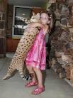 Savannah cat - Wikipedia