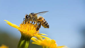 We did not find results for: Nearly 40 Decline In Honey Bee Population Last Winter Unsustainable Experts Say Abc News
