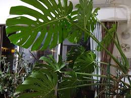 危険 見るだけにしましょう 植物リスト 身近な毒のある植物 セイトinfo 八王子 立川 多摩の情報サイト