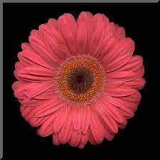 Coral Daisy Photo Gerbera Daisy Pink Gerbera Gerbera