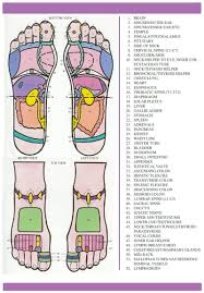 free foot reflexology charts 35 free printables word pdf