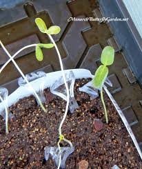 Are Your Seedlings Getting Too Leggy And Falling Down Prop Them Up Without Tying Them Up Using Plastic Forks Milkweed Plant Milkweed Plants