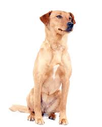Jouw oostenrijkse pinscher betekent een hoop toewijding. Hondenrassen Oostenrijkse Kortharige Pinscher