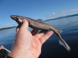 Ten Of The Smallest Species Of Sharks In The World Species Of Sharks Small Shark Fun Facts About Animals
