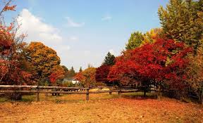 Tentang sakura salah satu penjelasan mengapa sakura menjadi bunga nasional jepang adalah sifat sakura yg 潔く、ぱっと咲いて、ぱっと落ちる(isagiyoku, patto saite, patto ochiru). Gaaztblog 5 Tempat Paling Romantis Di Korea Selatan Pemandangan Korea Selatan Alam Yang Indah