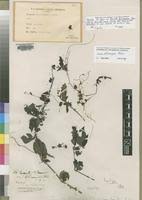 Image result for Cuscuta kilimanjari