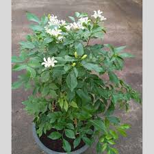 Image result for Murraya paniculata