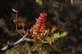 Image result for Meiostemon tetrandrus