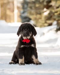 Buryat Mongolian Wolfhound For Sale In The City Of Moskva Russian Federation Price 543 Announcement 6084 Macedonian, serbian, albanian, or illyrian. buryat mongolian wolfhound for sale in