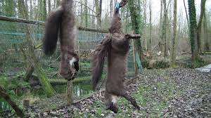 Cependant, il nécessite de l'attention, et surtout de l'entretien pour éviter l'apparition et la propagation des maladies et des parasites. Les Predateurs De Nos Elevages