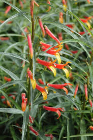 Image result for Scleria laxiflora