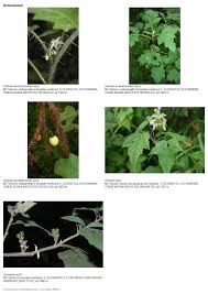 Image result for Tricliceras longepedunculatum