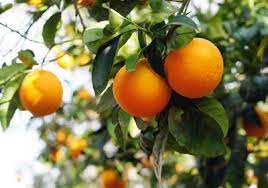 Zone 7 Citrus Trees Tips On Growing Citrus Trees In Zone 7 Citrus Trees Growing Citrus Dwarf Fruit Trees